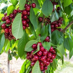 نهال آلبالو خوشه‌ای پاکوتاه + بررسی ویژگی‌های نهال مناسب کاشت