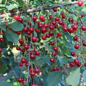 نهال آلبالو مجاری پیوندی درشت + بررسی مشخصات و باردهی