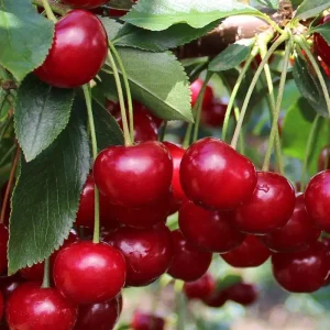 نهال آلبالو پایه رویشی اصلاح شده + بررسی ویژگی‌های نهال مناسب کاشت