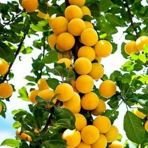 نهال آلو بخارا زرد نیشابور + بررسی ویژگی‌های نهال مناسب کاشت