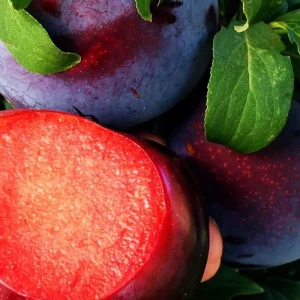 نهال آلو توسرخ خونی پیوندی + بررسی ویژگی‌های نهال مناسب کاشت