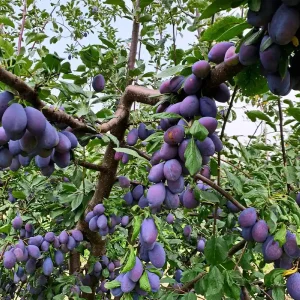 نهال آلو شابلون کالیفرنیا پیوندی + بررسی ویژگی‌های نهال مناسب کاشت