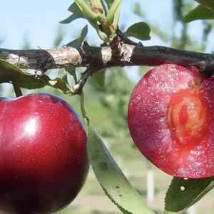 نهال آلو قرمز خونی پیوندی + بررسی ویژگی‌های نهال مناسب کاشت