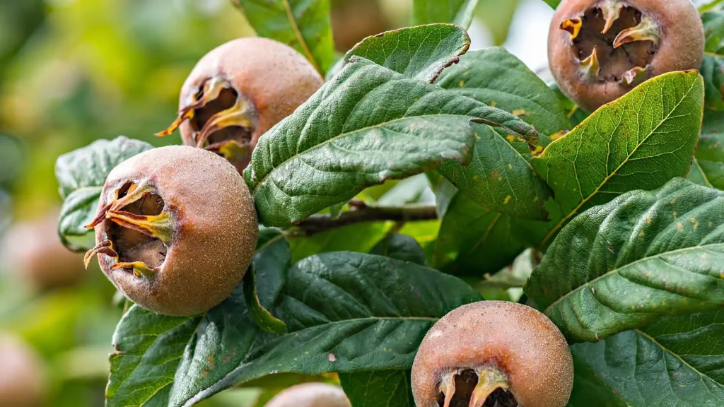 نهال ازگیل پیوندی + بررسی ویژگی‌های نهال مناسب کاشت