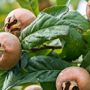 نهال ازگیل پیوندی + بررسی ویژگی‌های نهال مناسب کاشت