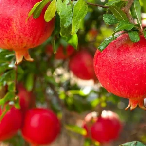 نهال انار بی دانه هسته نرم پیوندی + انتخاب نهال سالم برای احداث باغ