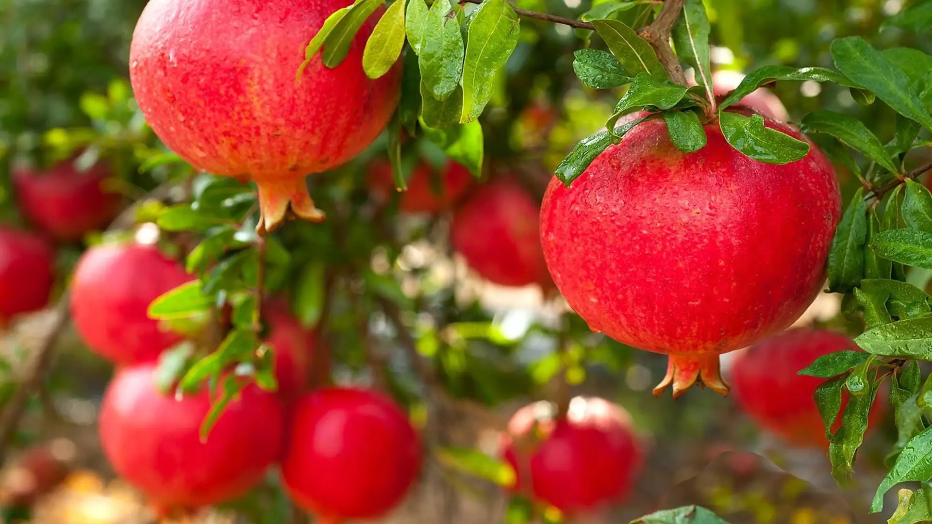 نهال انار بی دانه هسته نرم پیوندی + انتخاب نهال سالم برای احداث باغ نهال انار بی دانه هسته نرم پیوندی + انتخاب نهال سالم برای احداث باغ