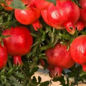 نهال انار رباب نی ریز شناسنامه‌دار + بررسی ویژگی‌های نهال مناسب کاشت