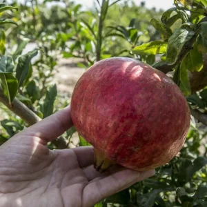 نهال انار ماریا اسپانیایی دانه نرم + انتخاب نهال سالم برای احداث باغ