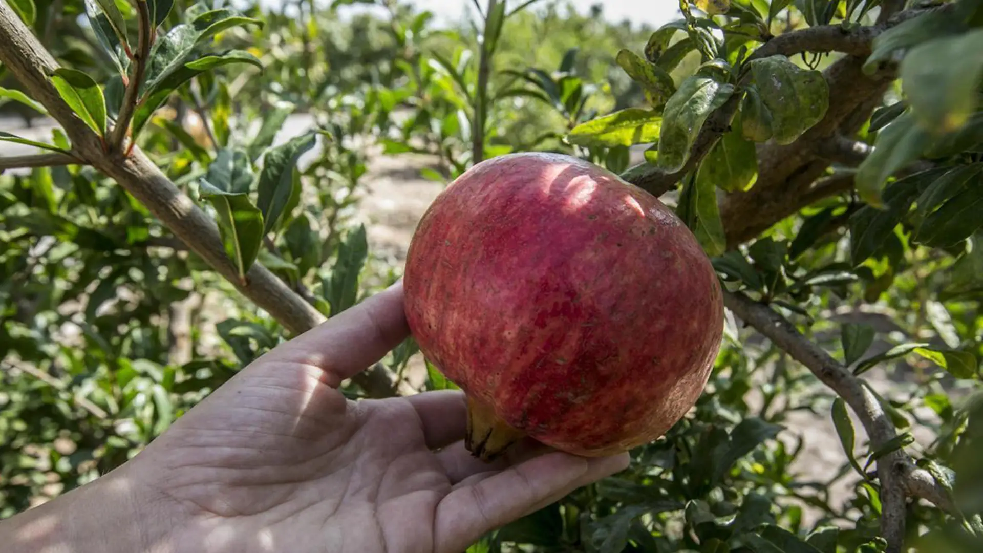 نهال انار ماریا اسپانیایی دانه نرم + انتخاب نهال سالم برای احداث باغ نهال انار ماریا اسپانیایی دانه نرم + انتخاب نهال سالم برای احداث باغ