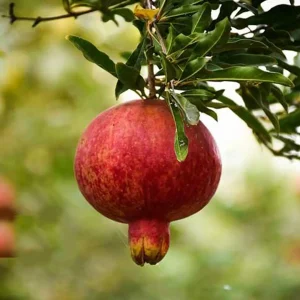 نهال انار ملس ساوه پربار + بررسی ویژگی‌های نهال مناسب کاشت