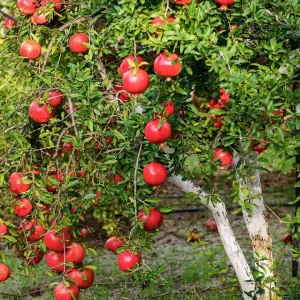نهال انار واندرفول آمریکایی + بررسی ویژگی‌های نهال مناسب کاشت