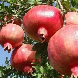 نهال انار کشت بافت عاری از بیماری + انتخاب نهال سالم برای احداث باغ