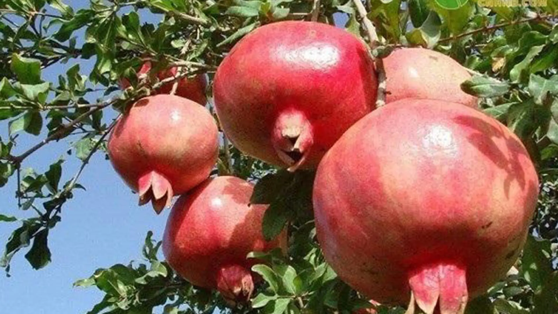 نهال انار کشت بافت عاری از بیماری + انتخاب نهال سالم برای احداث باغ نهال انار کشت بافت عاری از بیماری + انتخاب نهال سالم برای احداث باغ