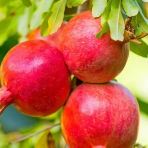 نهال انار گلدانی ریشه فعال + انتخاب نهال سالم برای احداث باغ