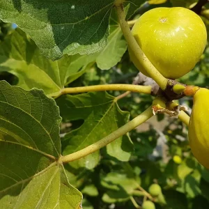 نهال انجیر استهبان زرد صادراتی + انتخاب نهال سالم برای احداث باغ