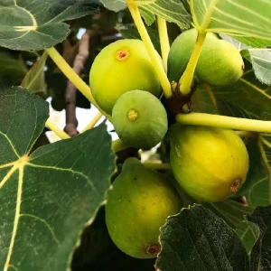 نهال انجیر زرد پیوندی عسلی + انتخاب نهال سالم برای احداث باغ