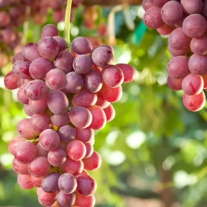 نهال انگور بی‌دانه سفید و قرمز + انتخاب نهال سالم برای احداث باغ