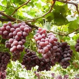 نهال انگور ردگلوب + بررسی ویژگی‌های نهال مناسب کاشت