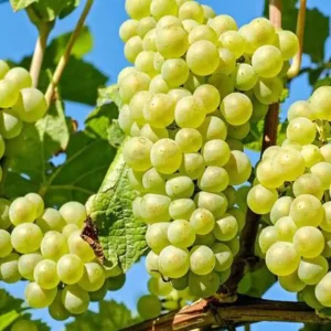 نهال انگور عسگری + بررسی ویژگی‌های نهال مناسب کاشت