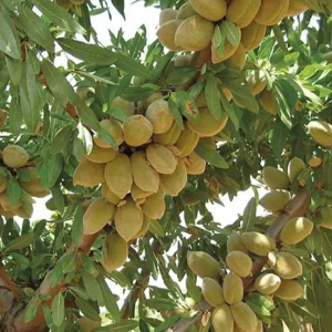 نهال بادام آذر دیرگل پیوندی + نمایش نهال سالم و مناسب مناطق سردسیر
