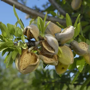 نهال بادام منقا کاغذی شیرین + نمایش مغز شیرین و پوسته نازک بادام