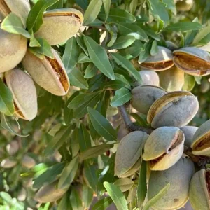 نهال بادام پویا اصلاح شده + نمایش نهال سالم و مناسب احداث باغ