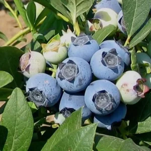 نهال بلوبری بیلوکسی (Biloxi) همیشه سبز + بررسی ویژگی‌های نهال مناسب کاشت