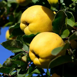 نهال به اصلاح شده + نمای نهال سالم و محل پیوند در باغ
