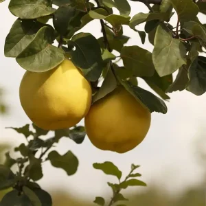 نهال به پایه کوئینز + نمای درخت پاکوتاه و سالم در باغ