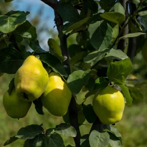 نهال به ژاپنی + نمای درخت مینیاتوری سالم در باغ
