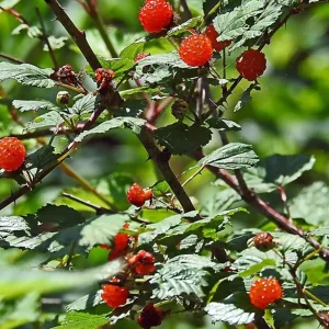 نهال تمشک خاردار جنگلی پرمحصول + بررسی ویژگی‌های نهال مناسب کاشت