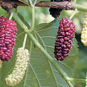 نهال توت موزی سفید و قرمز پیوندی + بررسی ویژگی‌های نهال مناسب کاشت