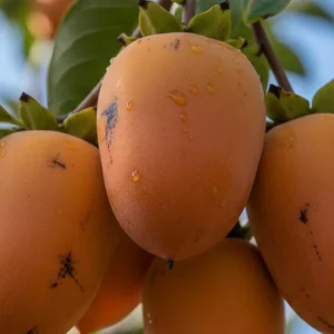نهال خرمالو سیبی ژاپنی + بررسی ویژگی‌های نهال مناسب کاشت