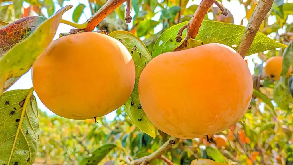 نهال خرمالو سیبی ژاپنی + بررسی ویژگی‌های نهال مناسب کاشت