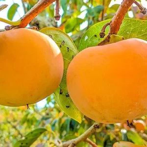 نهال خرمالو سیبی ژاپنی + بررسی ویژگی‌های نهال مناسب کاشت