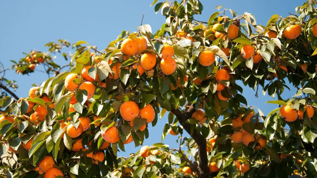 نهال خرمالو کن پیوندی + بررسی ویژگی‌های نهال مناسب کاشت