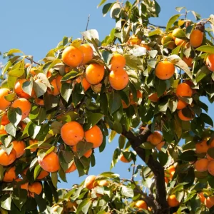 نهال خرمالو کن پیوندی + بررسی ویژگی‌های نهال مناسب کاشت