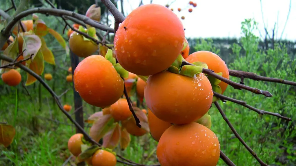 نهال خرمالو گوجه ای + بررسی ویژگی‌های نهال مناسب کاشت