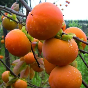 نهال خرمالو گوجه ای + بررسی ویژگی‌های نهال مناسب کاشت