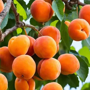 نهال زردآلو با پایه رویشی اصلاح شده + بررسی شرایط کاشت و باردهی