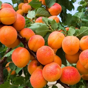 نهال زردآلو با پایه میروبالان + بررسی رشد و شرایط کاشت