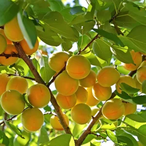 نهال زردآلو تخم‌گردی زودرس + بررسی ویژگی‌های رشد و باردهی