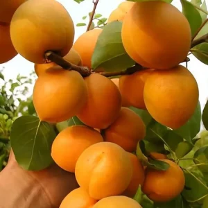 نهال زردآلو شاهرودی دیرگل + بررسی زمان گلدهی و باردهی