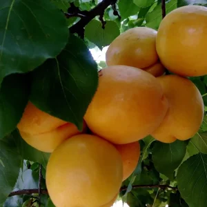 نهال زردآلو عسگرآبادی + بررسی کیفیت میوه و بازارپسندی