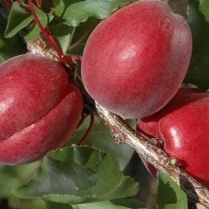 نهال زردآلو قرمز فرانسوی + بررسی ظاهر و بازارپسندی میوه