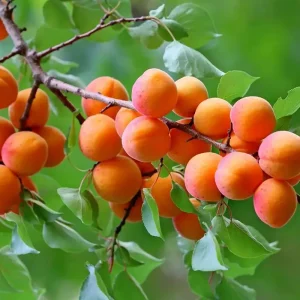 نهال زردآلو پرتقالی + بررسی رشد، ریشه و باردهی