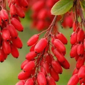 نهال زرشک پفکی بی دانه + بررسی ویژگی‌های نهال مناسب کاشت