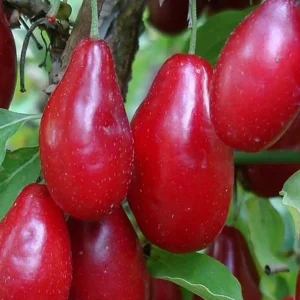نهال زغال اخته گلدانی + بررسی ویژگی‌های نهال مناسب کاشت