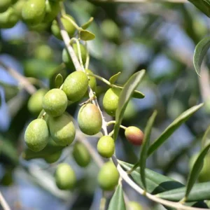 نهال زیتون ماری کنسروی رودبار + بررسی ویژگی‌های نهال مناسب کاشت